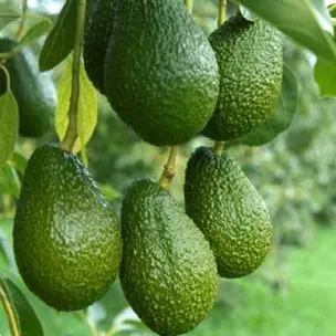 Avocat